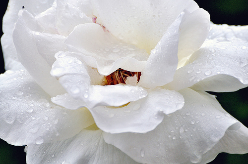 Il Tempo che non cambia ci regala una Rosa